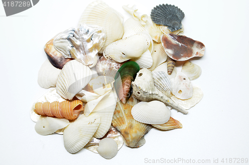 Image of Sea shells scraped together