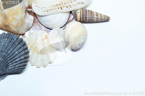 Image of Sea shells scraped together