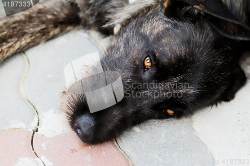 Image of Dog resting in stone