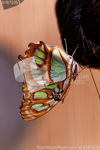 Image of Red lacewing butterfly (lat. Cethosia biblis)