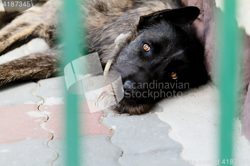 Image of Dog resting in stone