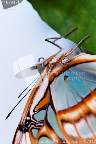 Image of Red lacewing butterfly (lat. Cethosia biblis)