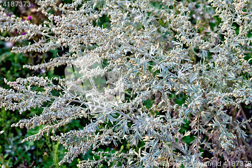 Image of Wormwood gray