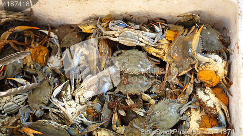 Image of Blue Crabs