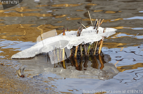 Image of River reeds frozen on ice