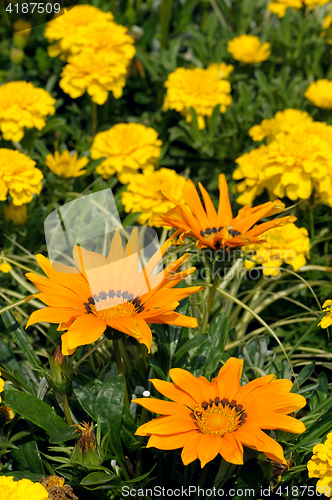Image of Gazania in the flowerbed
