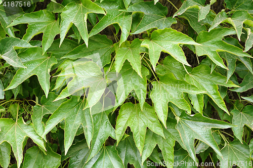 Image of Grape leaves