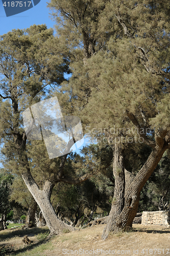 Image of Park of Ashkelon in Israel