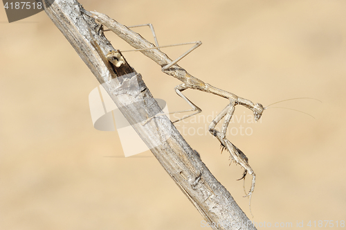 Image of small mantis  on a branch
