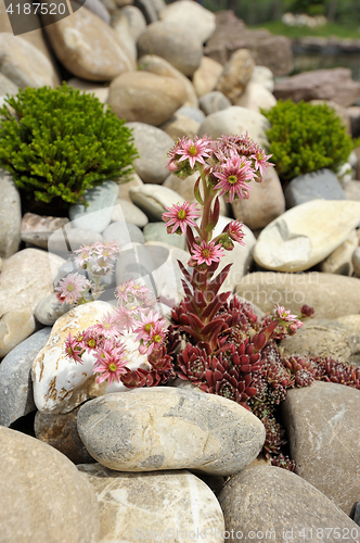 Image of Sempervivum among stones