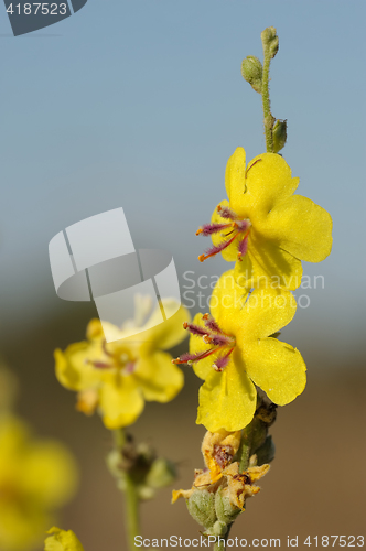 Image of Israel Flowers