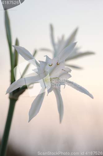 Image of Pancratium maritimum