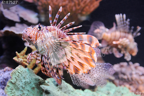 Image of Lionfish in the Red Sea