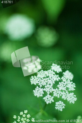 Image of white flowers