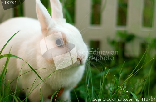 Image of white rabbit