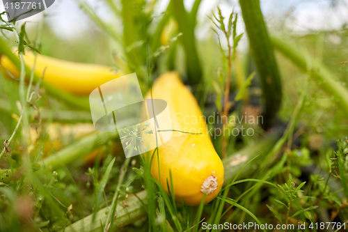 Image of squashes at summer garden bed