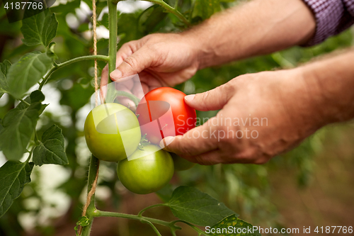 Image of senior farmer picking tomatoes at farm greenhouse