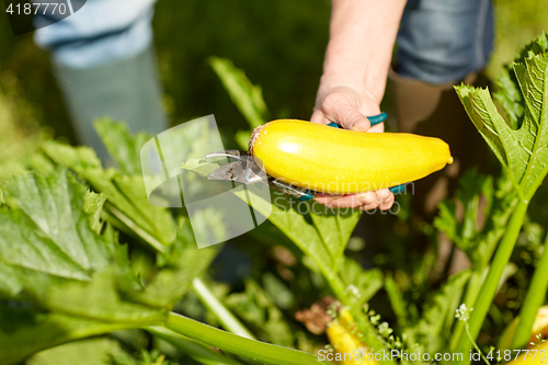 Image of senior farmer with squash at farm greenhouse