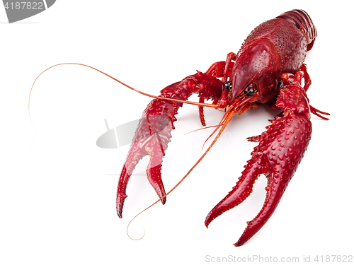 Image of crawfish