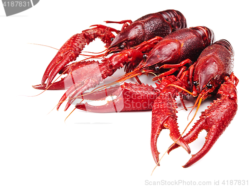 Image of crawfishes