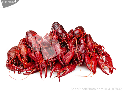 Image of crawfishes