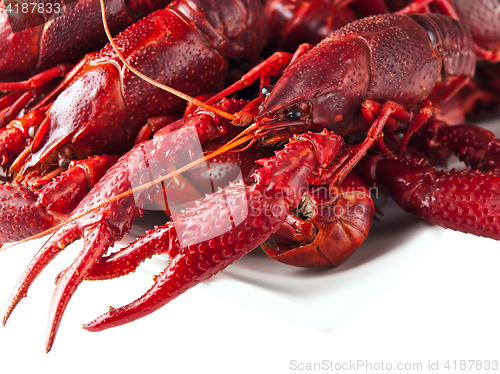 Image of crawfishes