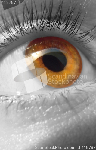 Image of eye macro