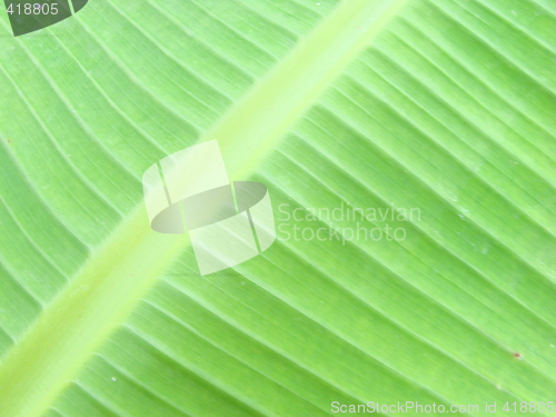 Image of leaf macro lines