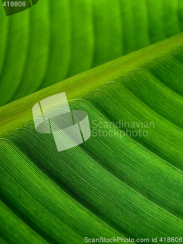 Image of banana palm leaf green dark