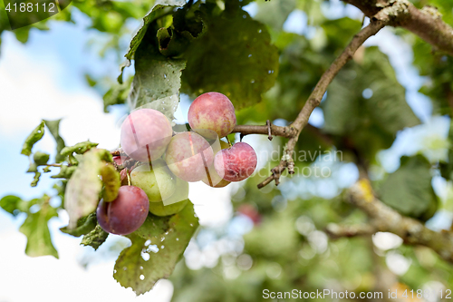 Image of close up of plum tree branch