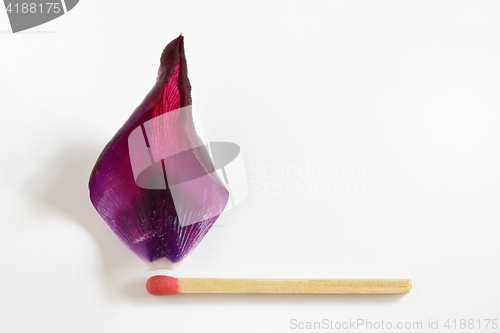 Image of Burning match from tulip leaf