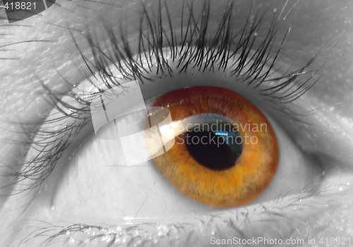 Image of eye macro