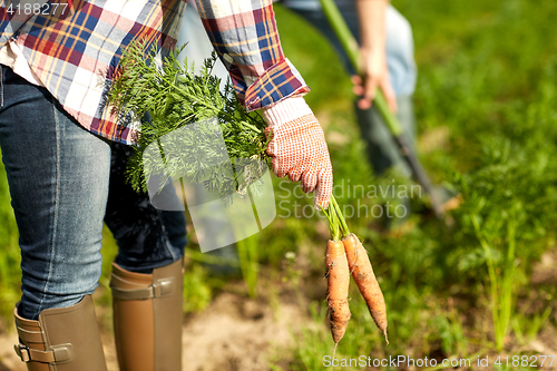 Image of farmer picking carrots at farm