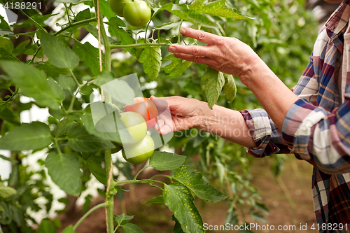 Image of senior woman picking tomatoes at farm greenhouse