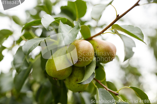 Image of close up of pear tree branch