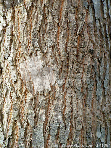 Image of Tree Bark