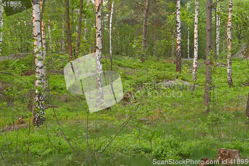 Image of Birch wood at late spring, Delsj&#246;n nature reserve area, G&#246;teborg, Sweden