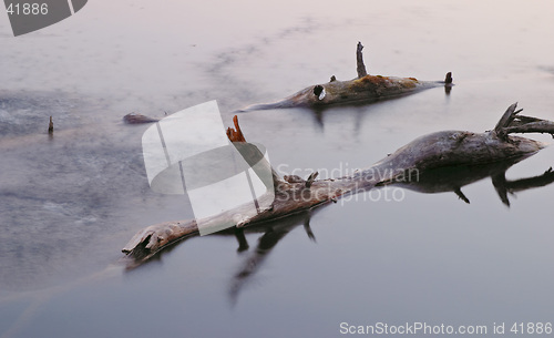 Image of Nude, withered and lonely tree emerging from water in dusk light, Delsj&#246;n nature reserve area, G&#246;teborg, Sweden