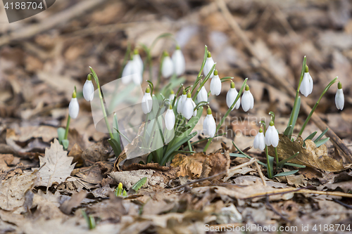 Image of White snowdrops first spring flowers in the forest