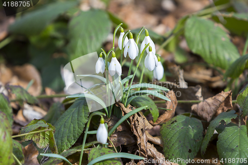 Image of White snowdrops first spring flowers in the forest
