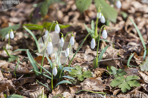 Image of White snowdrops first spring flowers in the forest