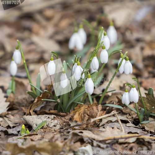 Image of White snowdrops first spring flowers in the forest