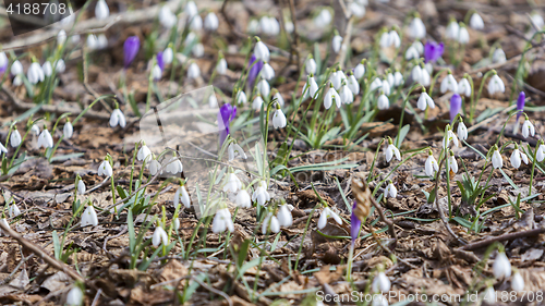 Image of White snowdrops first spring flowers in the forest