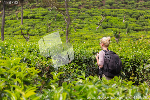 Image of Female tourist enjoying beautiful nature of tea plantations, Sri Lanka.