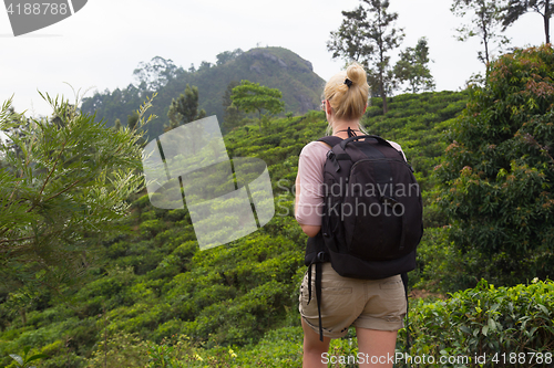 Image of Female tourist enjoying beautiful nature of tea plantations, Sri Lanka.