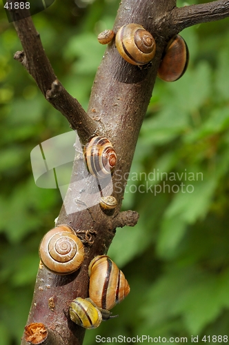 Image of Snails