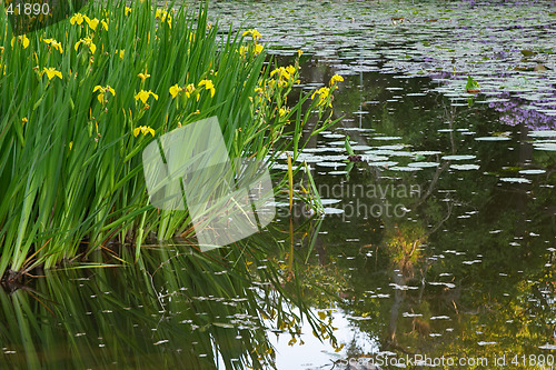 Image of Yellow irises and water lilies in the pond of the university campus, G&#246;teborg, Sweden