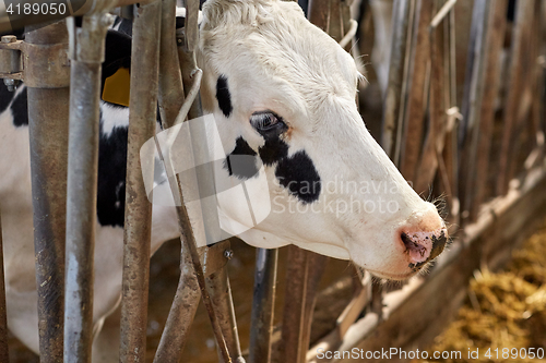 Image of cow in cowshed on dairy farm