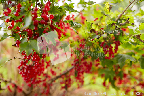 Image of red currant bush at summer garden 
