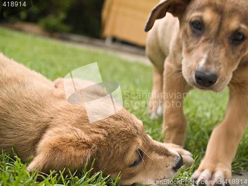 Image of Two puppies playing